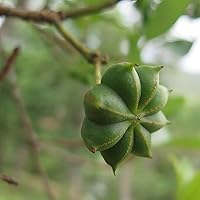 Vista 3 de Frontier Co-op Organic Whole Star Anise 1lb - Dried Whole Star Anise Pods