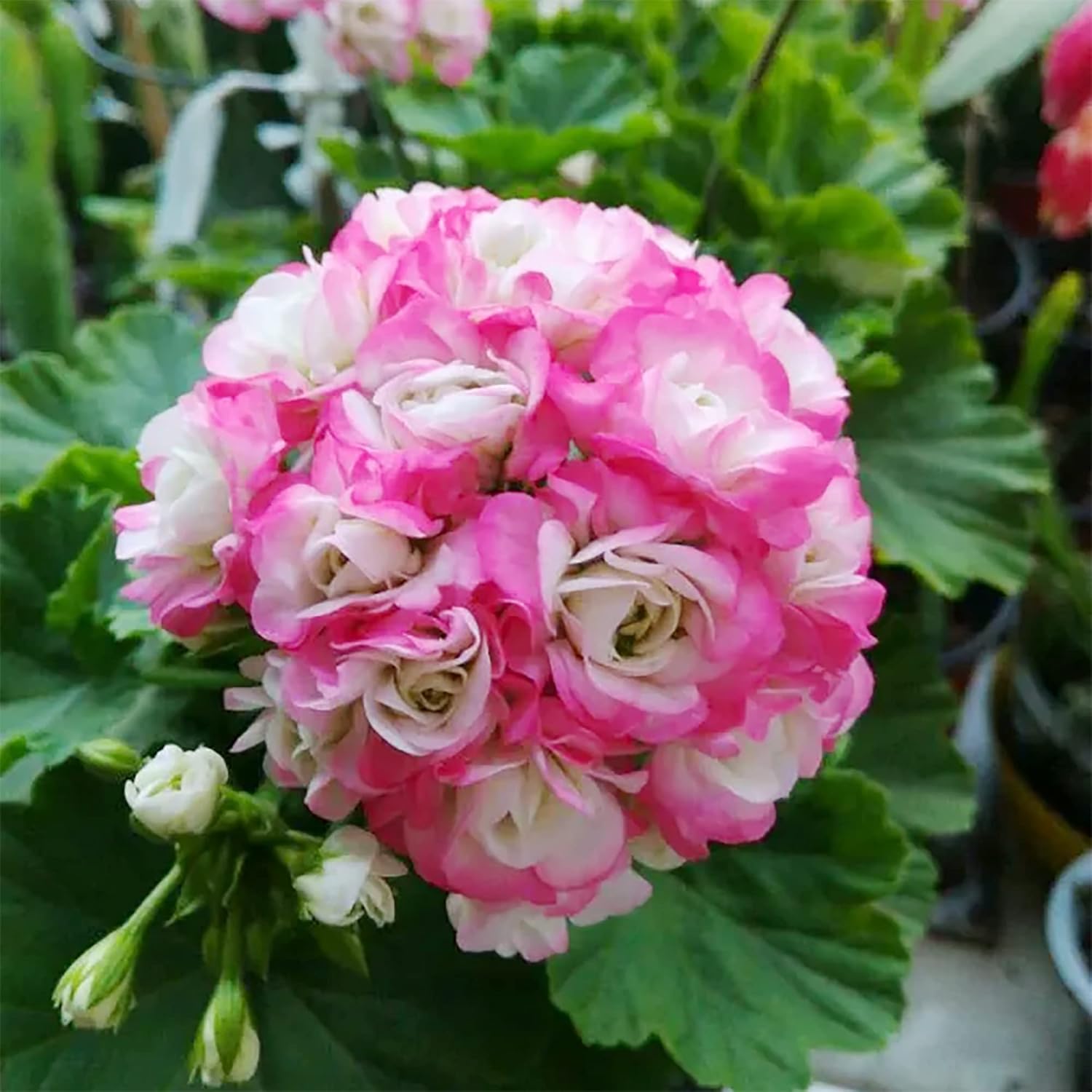 Amazon.com : YEGAOL Garden 100Pcs Pink White Geranium Seeds Pelargonium ...