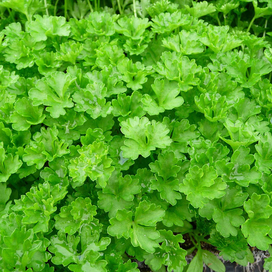 6 x Petroselinum Crispum- Persil plat en conteneur 9cm x 9cm