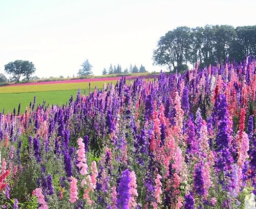 Miniatura 3 de TomorrowSeeds - Rocket Mix Larkspur Seeds - Paquete de más de 400 unidades - para 2024 Delphinium Garden Colorido Azul Púrpura Rosa Delfín Frontera