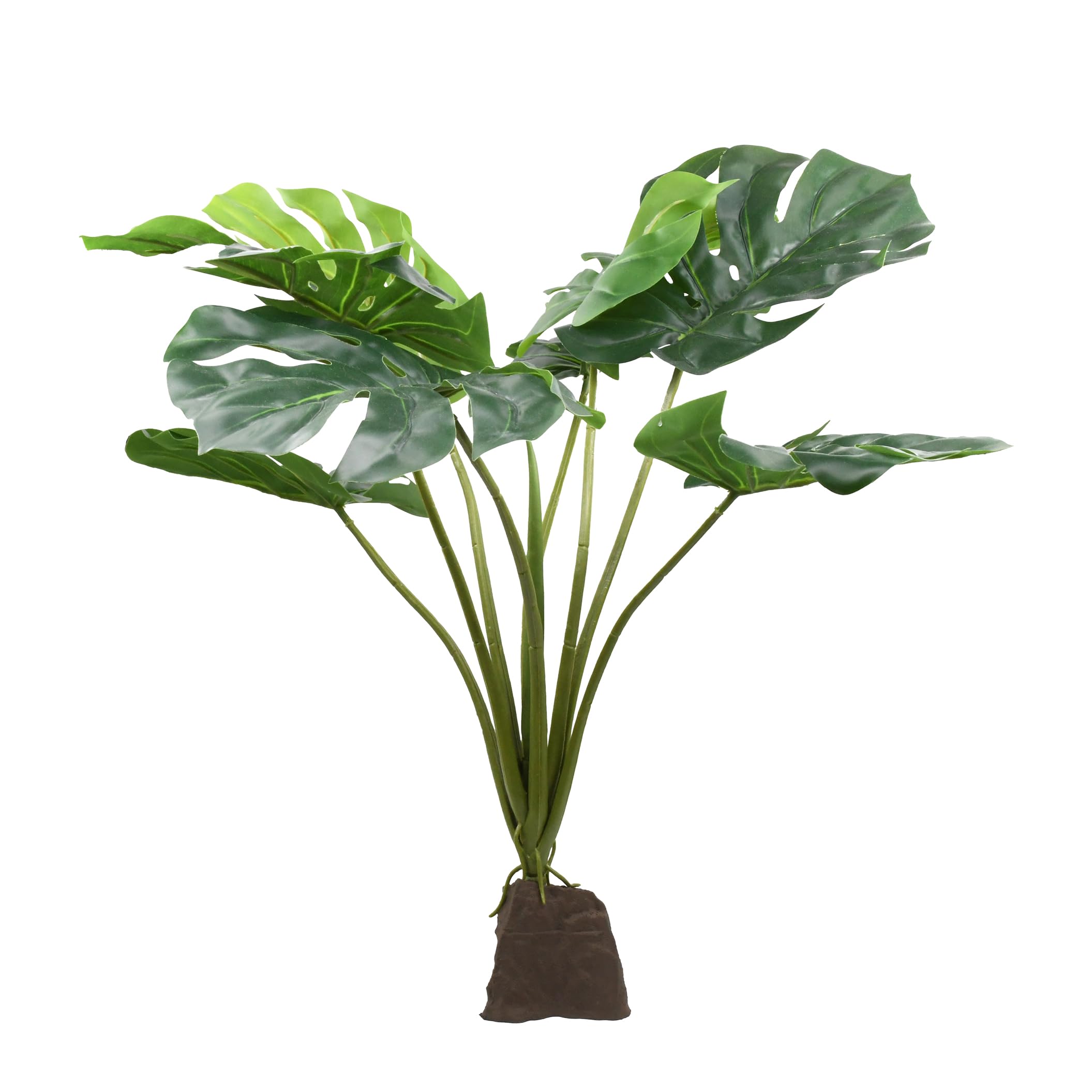 Lucky Reptile Monstera