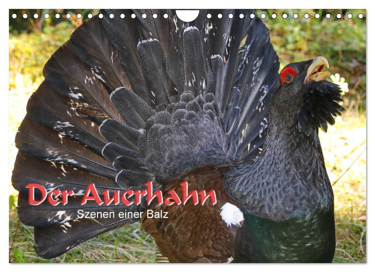 Der Auerhahn - Szenen einer Balz (Wandkalender 2023 DIN A4 quer): Von März bis in den späten Mai hinein balzen die Auerhühner. (Monatskalender, 14 Seiten )