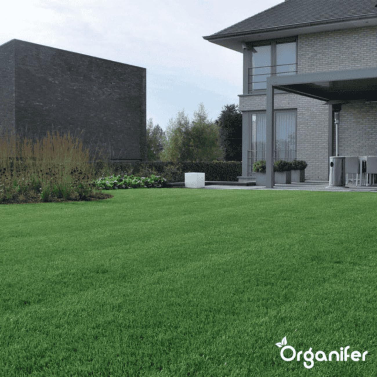 Semillas De Césped Ornamental - 1kg = 50m2 | Semillas De Césped De Germinación Rápida - Semillas De Césped - Certificado NAK - Organifer