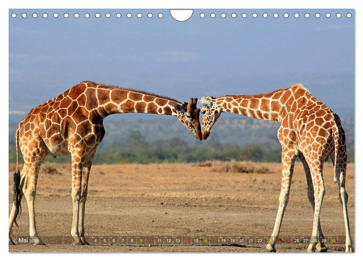 Giraffen - Sanftheit und Anmut (Wandkalender 2026 DIN A4 quer), CALVENDO Monatskalender: Giraffen-Begegnungen in Afrikas Savannen (CALVENDO Tiere)