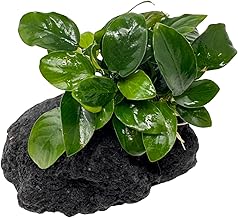 Black Lava Stone with Dwarf Spear Leaf - Anubias Nana, Robust Foreground Aquarium Plant, Ride-on Plant, Perch Resistant and Easy to Clean