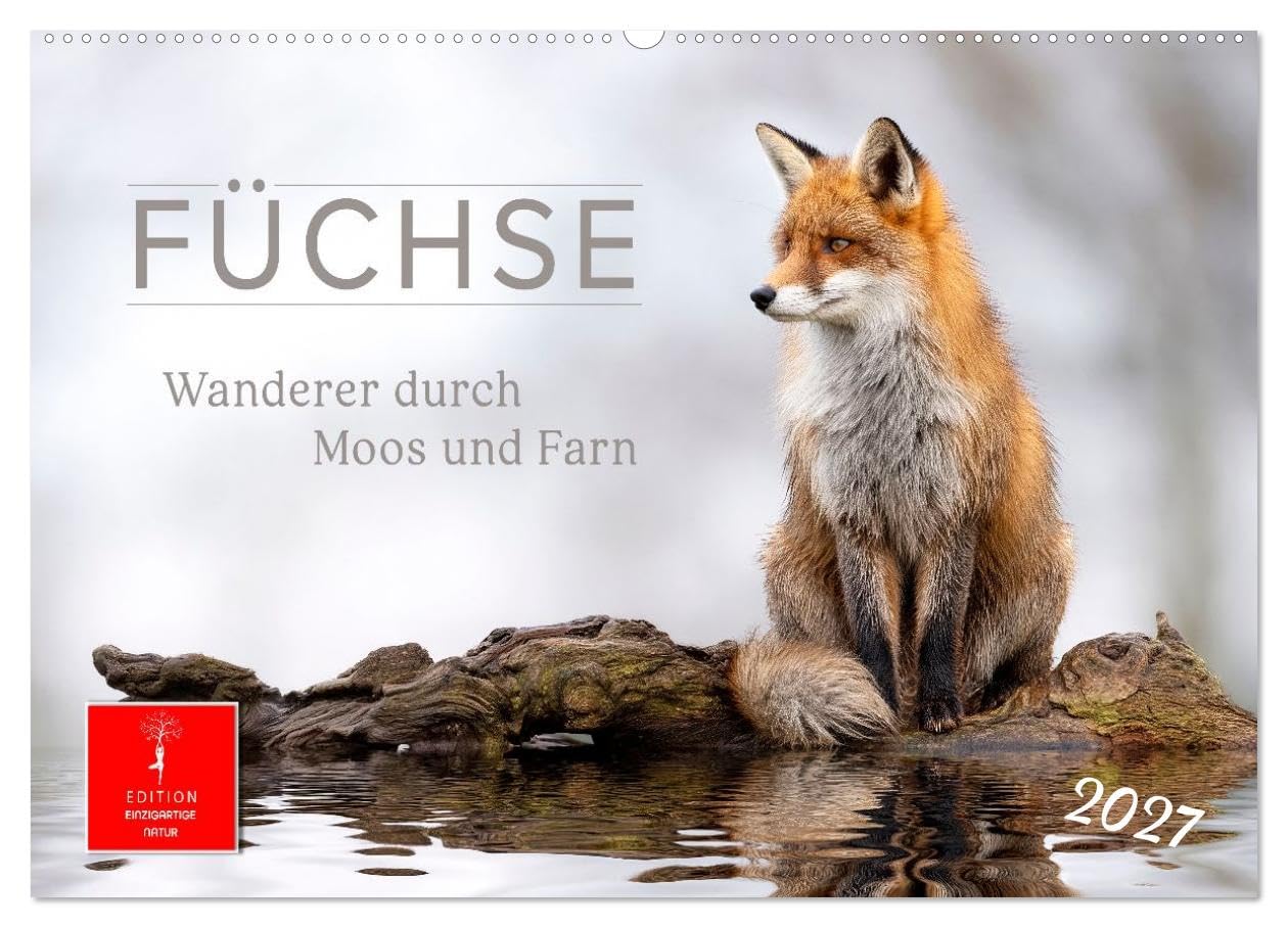 Füchse - Wanderer durch Moos und Farn (Wandkalender 2027 DIN A2 quer), CALVENDO Monatskalender: Naturnah. Still. Faszinierend. Fuchszeit - Monat für Monat. (CALVENDO Tiere)