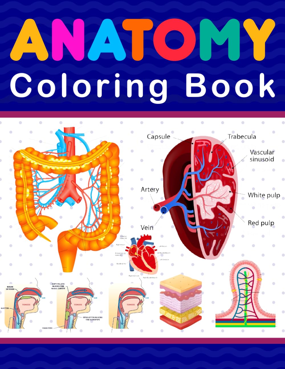Anatomy Coloring Book: It Will Be of Great Help in Mastering Human Anatomy Easily. Besides, It Will Play an Important Role in Learning Anatomy Details With Fun.