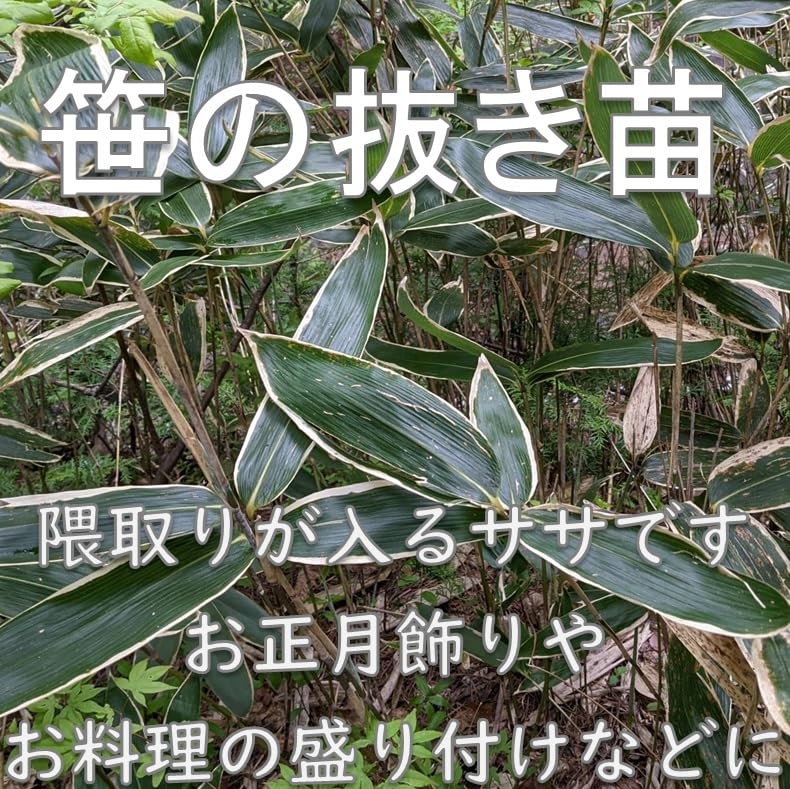 Amazon.co.jp: 笹の抜き苗 10本 笹の根 正月飾り お料理や和菓子の飾り
