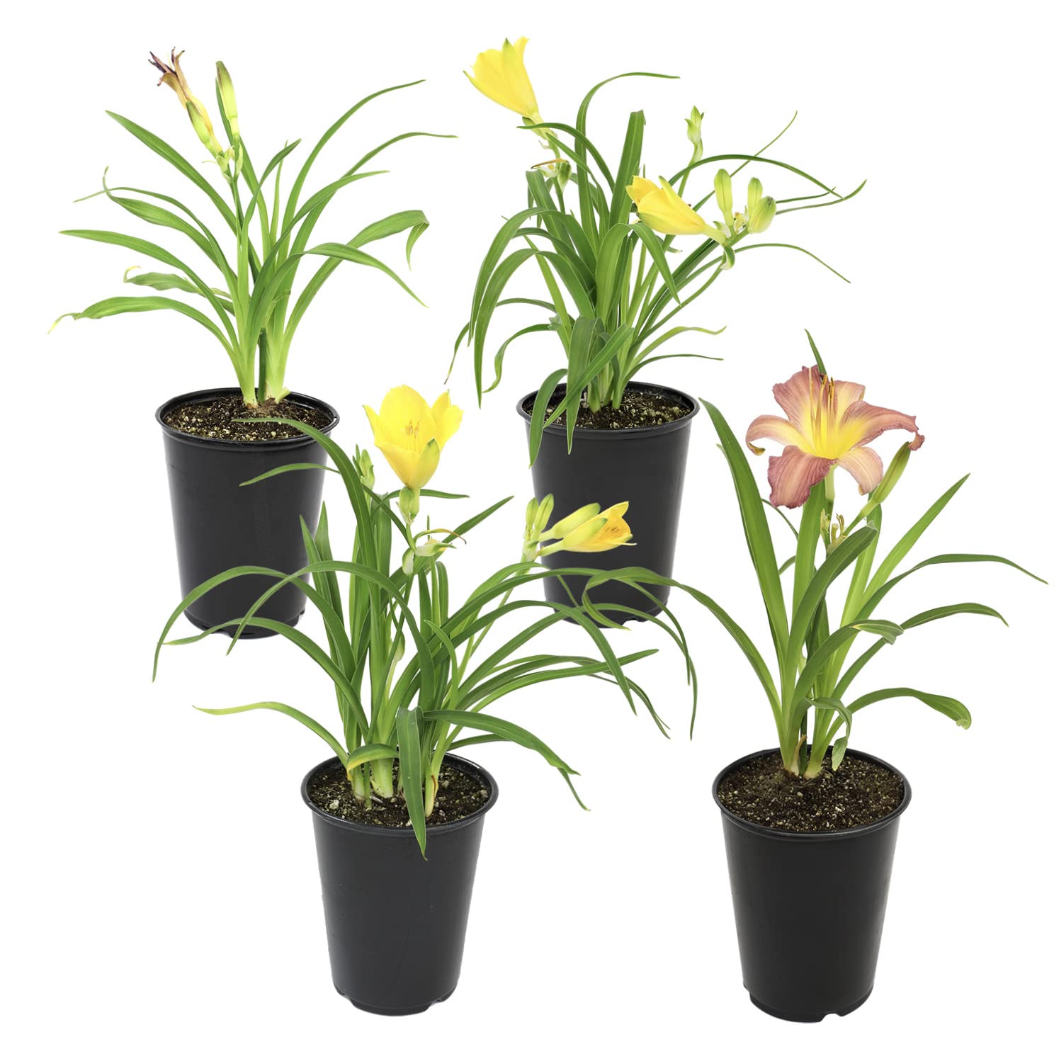 Live Daylily Flower 4 Pack