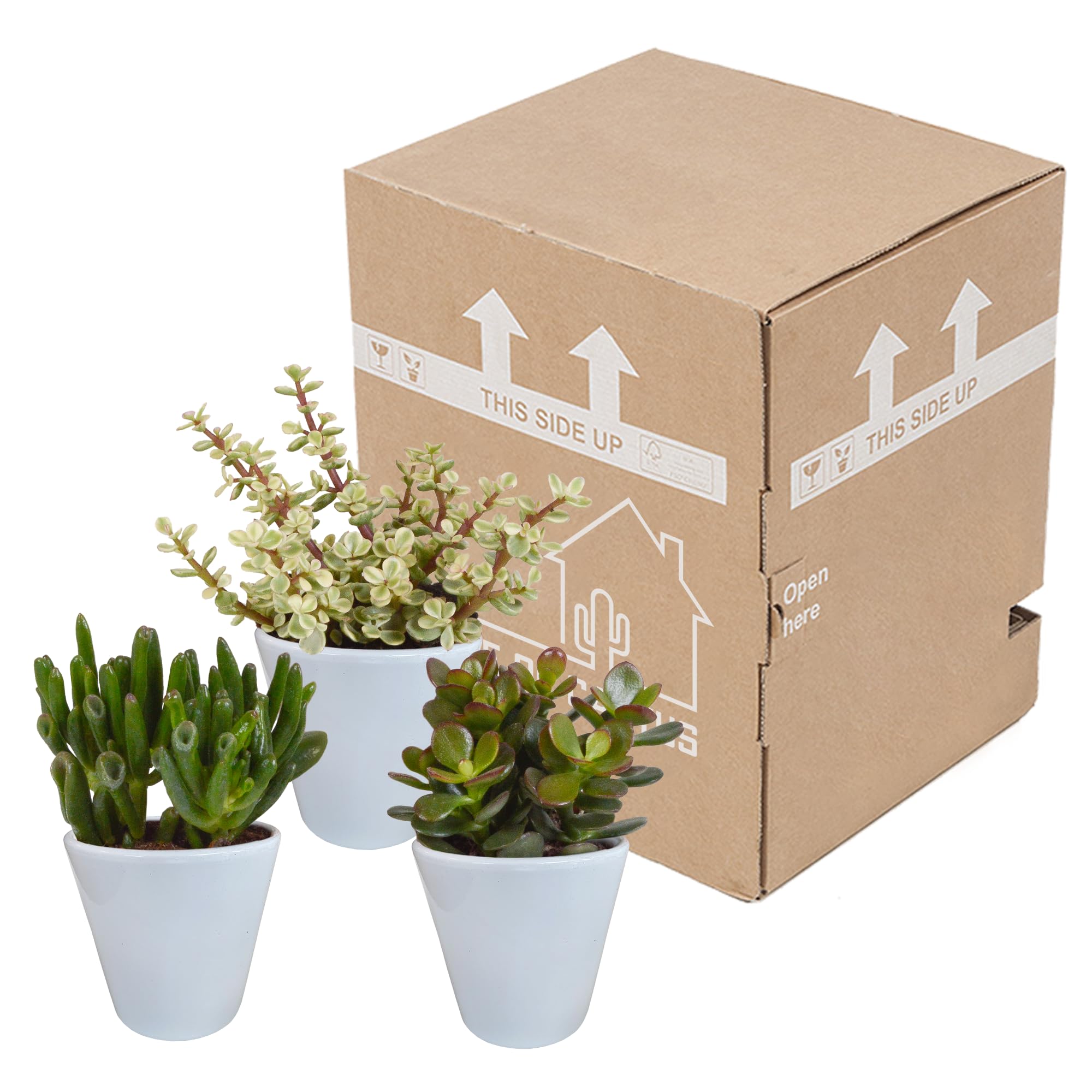 Mix Crassula in Vaso Bianco, Piante Grasse da Interno, 8.5 cm, Set da 3