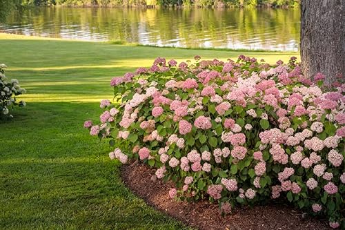 Miniatura 2 de Invincibelle® Spirit II Hydrangea - Olla de 4" - Ganadores probados