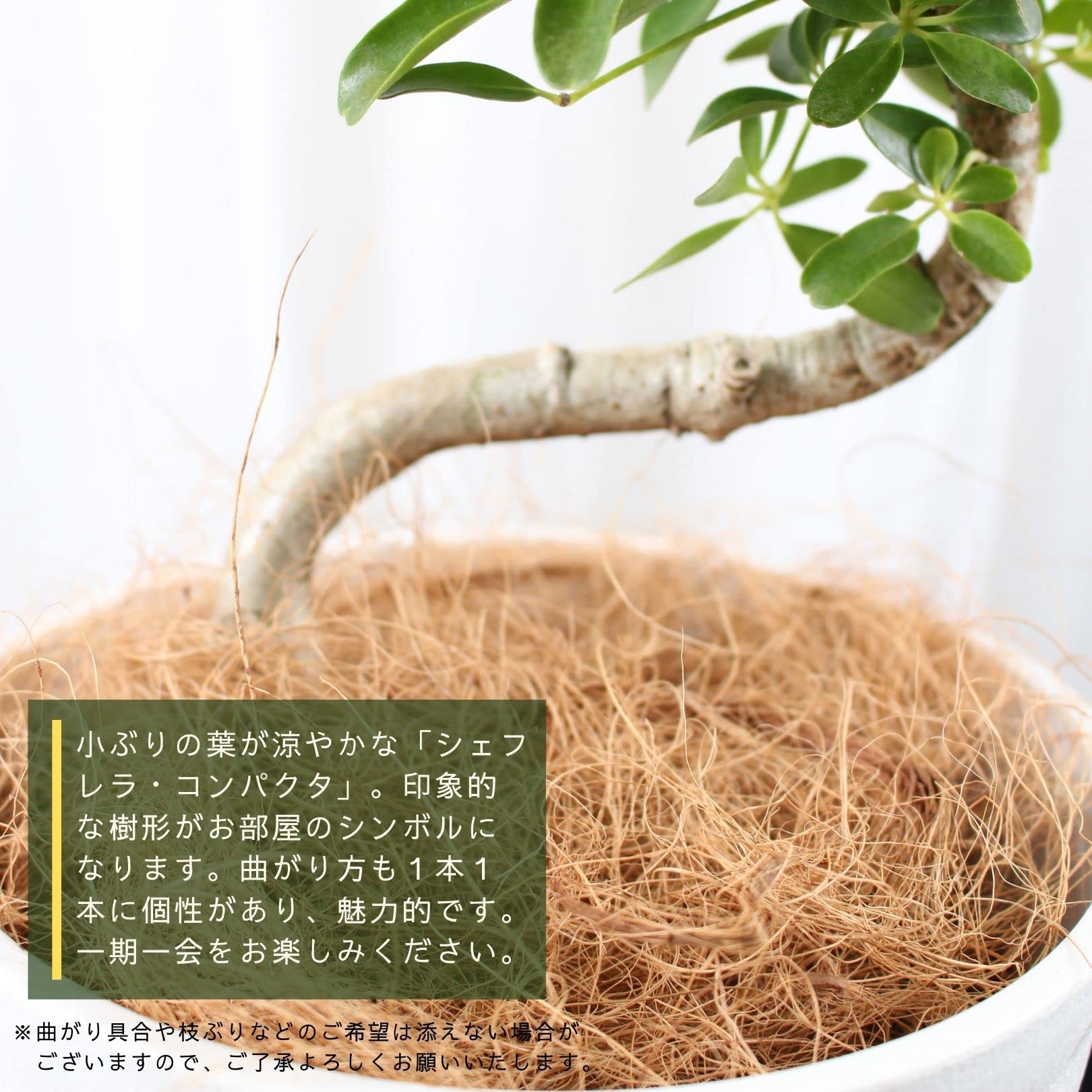 Amazon｜シェフレラ コンパクタ 6号 曲がり 受け皿付 【観葉植物 本物