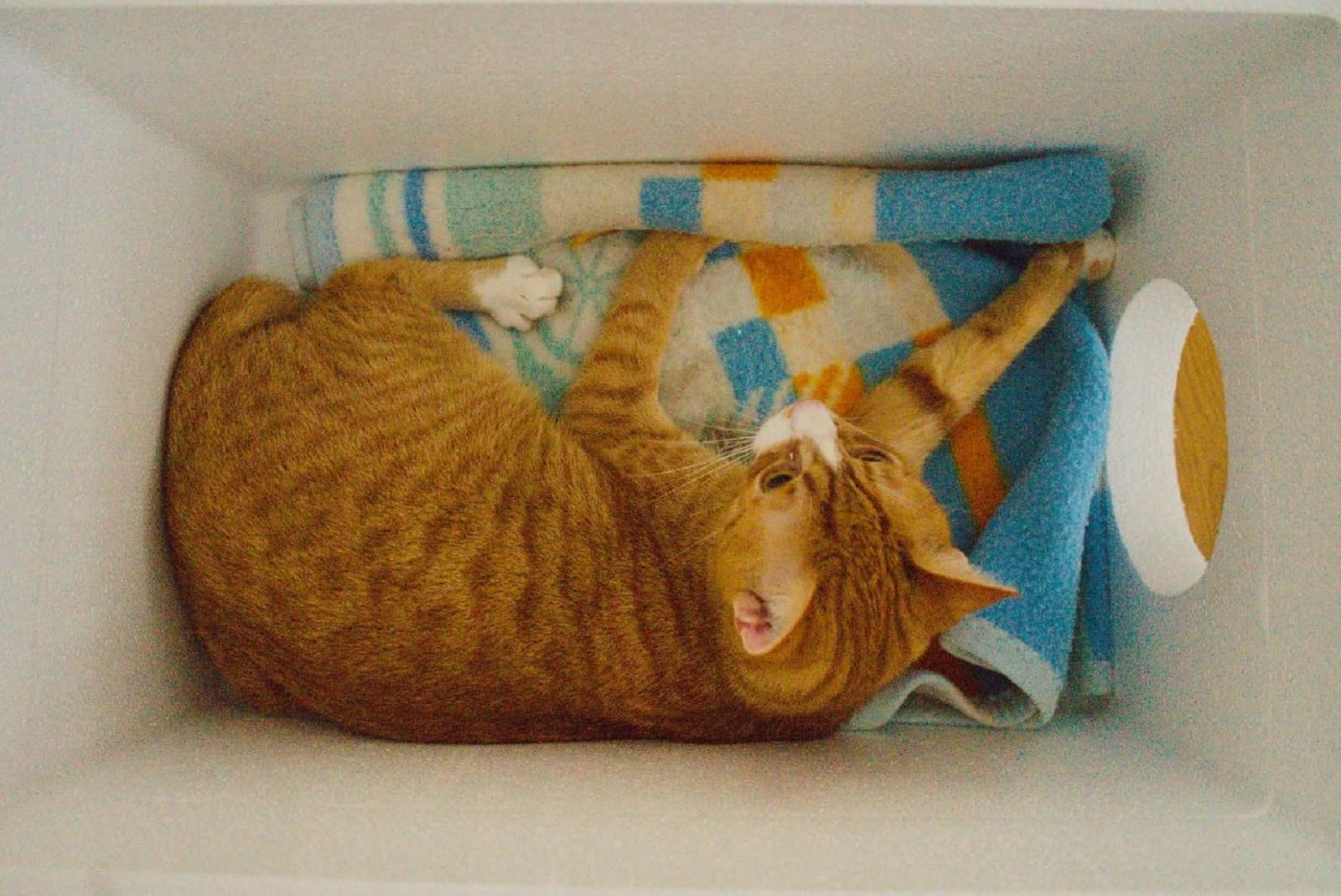 QLS Niche pour chat en polystyrène résistante aux intempéries - 58 x 38 cm - Abri isolé pour l'extérieur