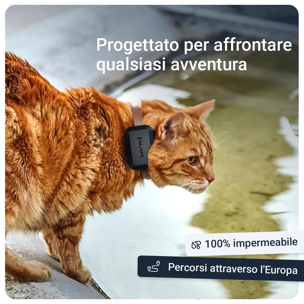 PAJ Localizzatore GPS Mini per Gatti, 3 Mesi Abbonamento Premium Incluso | Notifiche Fuga - GPS Tempo Reale - 100% Impermeabile - Compatibile con tutti i Collari/Pettorine - Allarmi in App