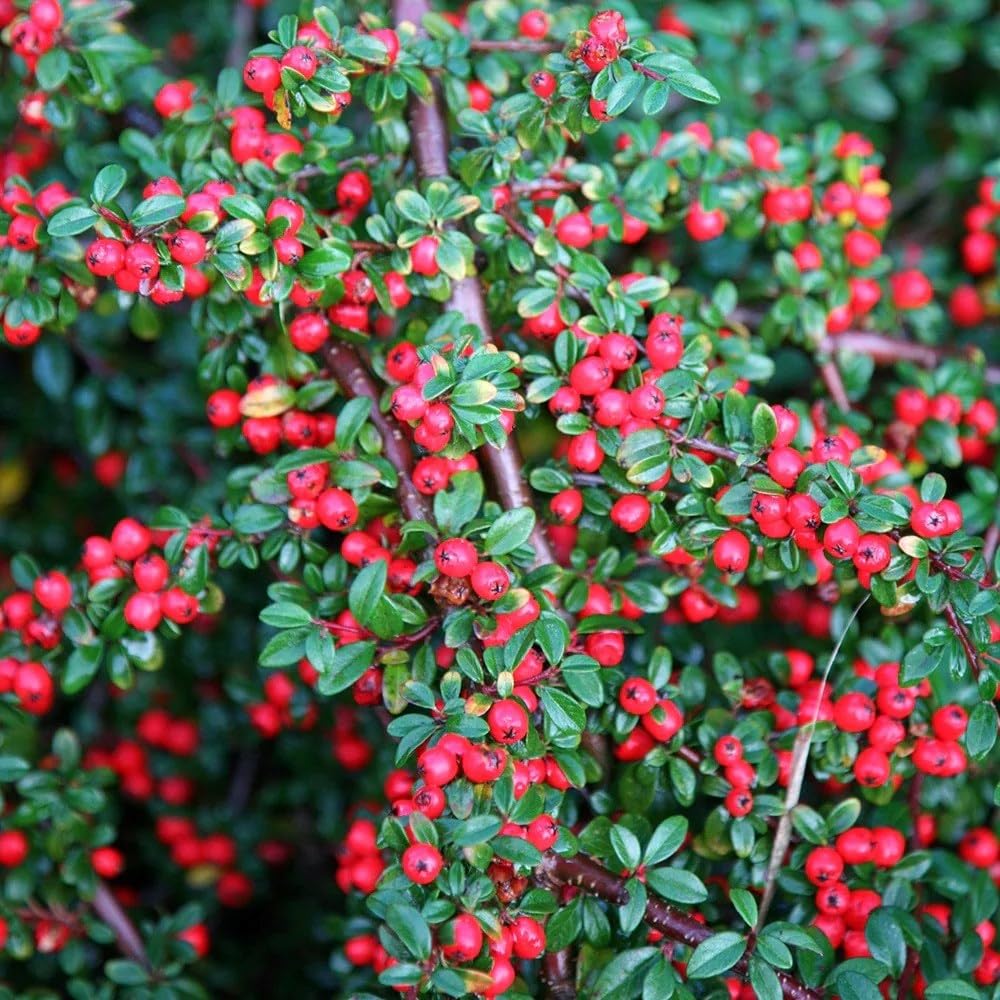 Plant Theory Cotoneaster Horizontalis Outdoor Shrub Plant in Red 2L Pot