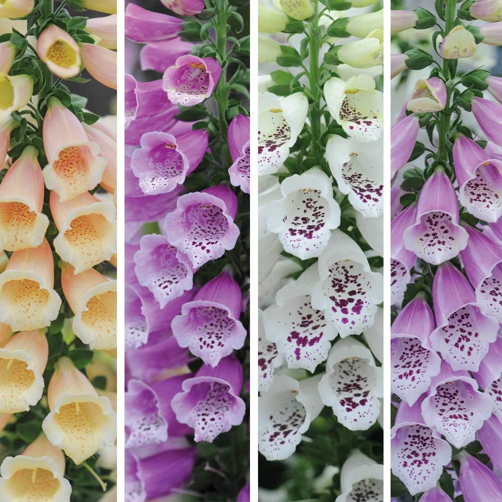 Digitalis ‘Dalmatian Mixed’ 30 Foxglove Plug Plants – Hardy Biennial – Mixed Colour Spires – Wildlife Friendly Cottage Garden Flowers – Ideal for Borders & Woodland Planting by Thompson & Morgan (30) — image 1