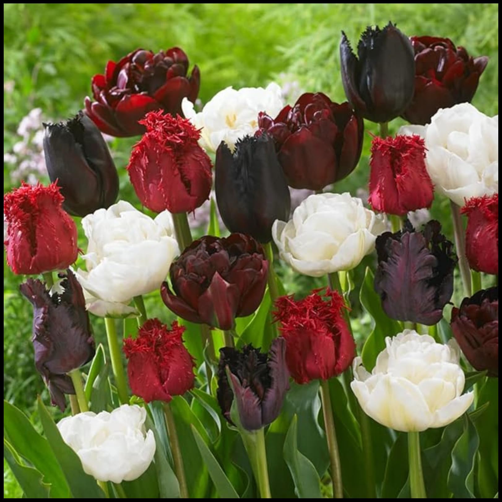 Tulip Bulbs for Planting Now UK Ornamental Perennial Excellent Display Plant Bulbs Greening Flower Good for Containers Natural Organic Easy Plant Perennial-3Bulbs-C