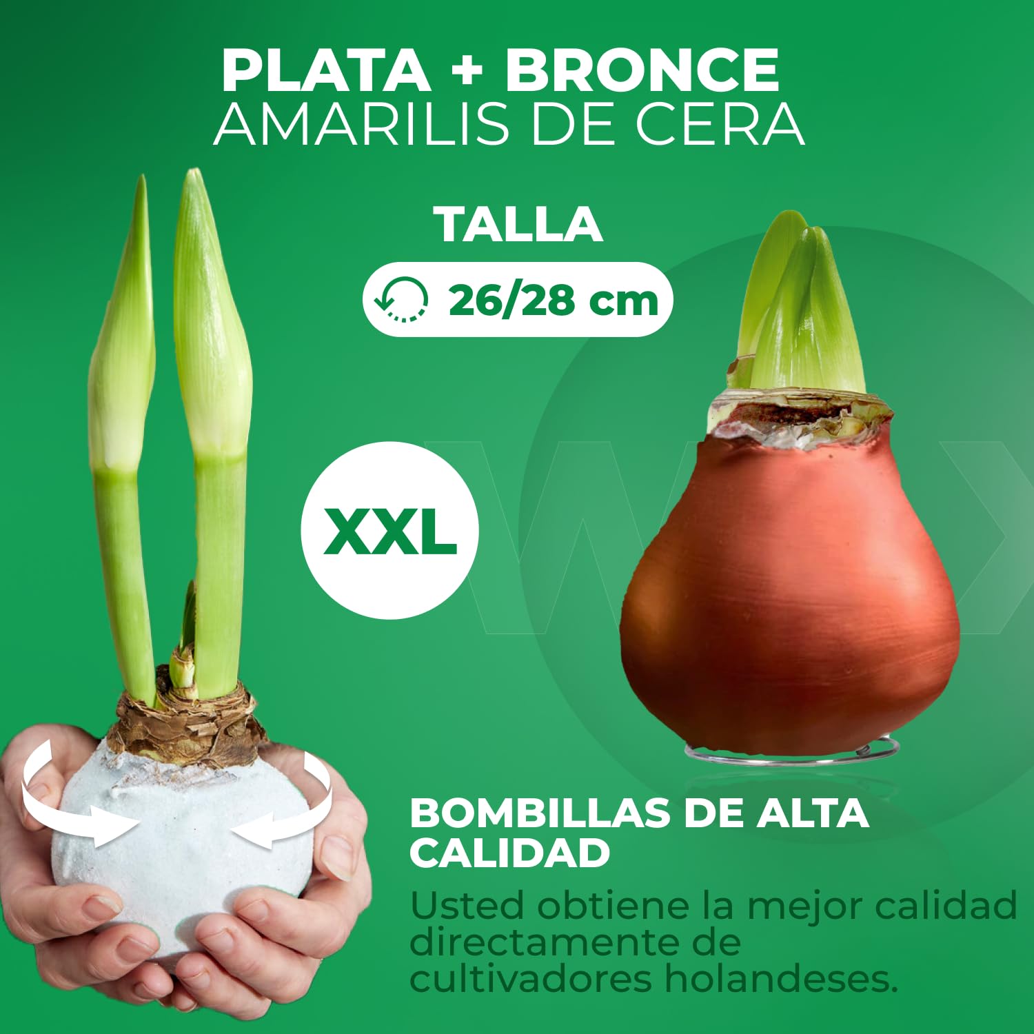 Colección de bulbos de amarilis WAX en plata y bronce