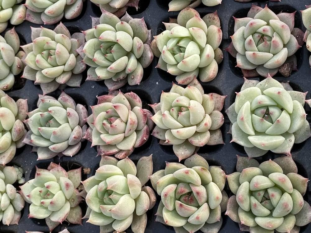 専用出品 エケベリア コレクション Amazon.co.jp: 20株 X48 多肉植物 エケベリアネイルカラー超美苗