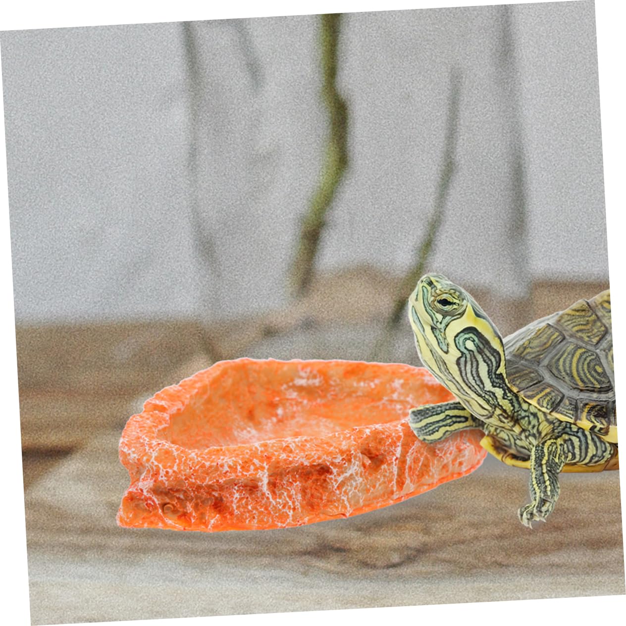 Produktbild von BESPORTBLE 50stücke Teiliges Reptilien-Futter Und Wasserschalen