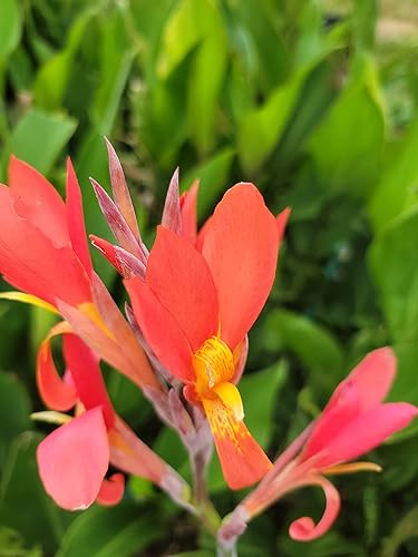 Miniatura 2 de Canna Indica - Flores elegantes de color rojo amarillo alto, atrae colibríes, 2 rizomas recién excavados