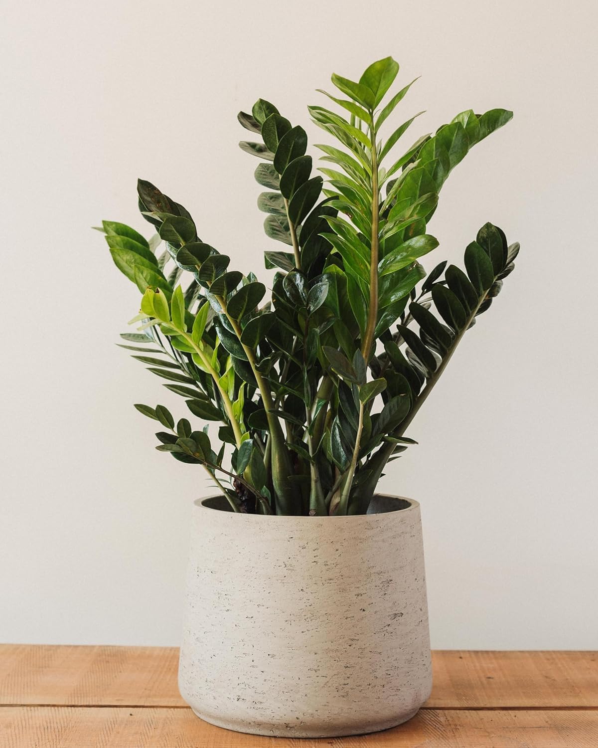 Air Purifying ZZ Zamia Natural Live Indoor Plant (Zamioculcas Zamiifolia), Height - 1.5 ft./45 cm. With Set Pot (Size : Large)_a2-image-19