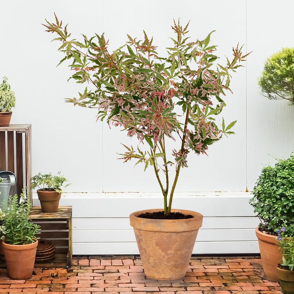 YouGarden Acer palmatum 'Iyoshi', Established Plant in 10.5cm Pot, Ready to Plant, Green to Pink Foliage Acer, Acer Tree, Plant for Across the Garden