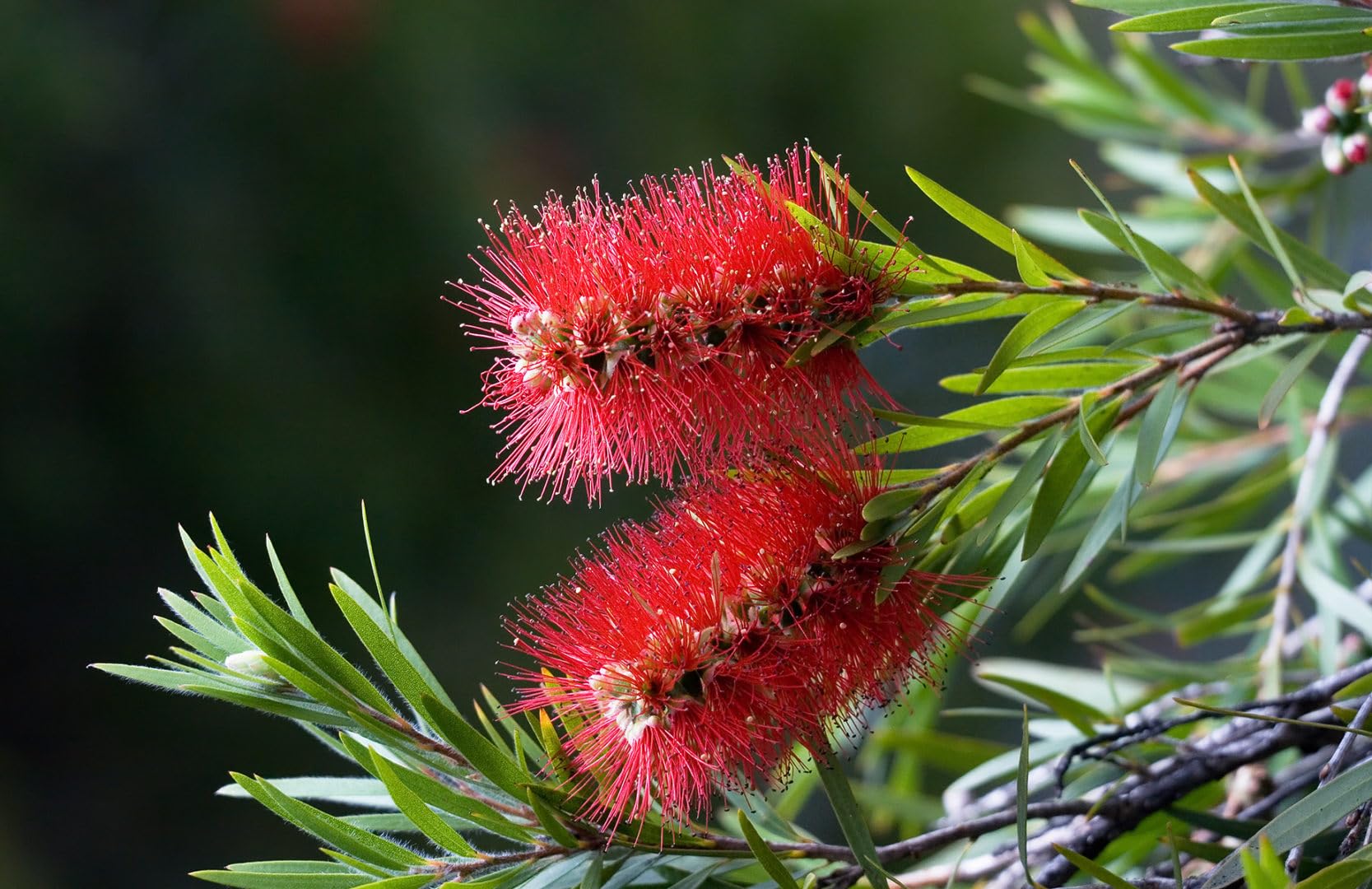 Callistemone "Callistemon leavis", Pianta in Vaso ø 19 cm h 60/80 cm Vivaio di Castelletto