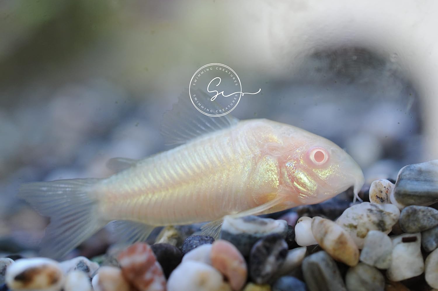 Swimming Creatures 5 PCS Assorted Corydoras Mix, Freshwater Aquarium Catfish Live Arrival Guarantee (3-4 Kinds Mix)
