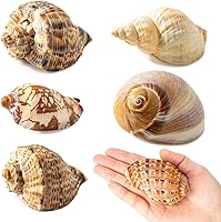 Vista 1 de 6 conchas de cangrejo ermitaño grandes, conchas naturales de 2.8 a 3.8 pulgadas, tamaño de apertura de 1.6 a 2.7 pulgadas, hábitat de cangrejo