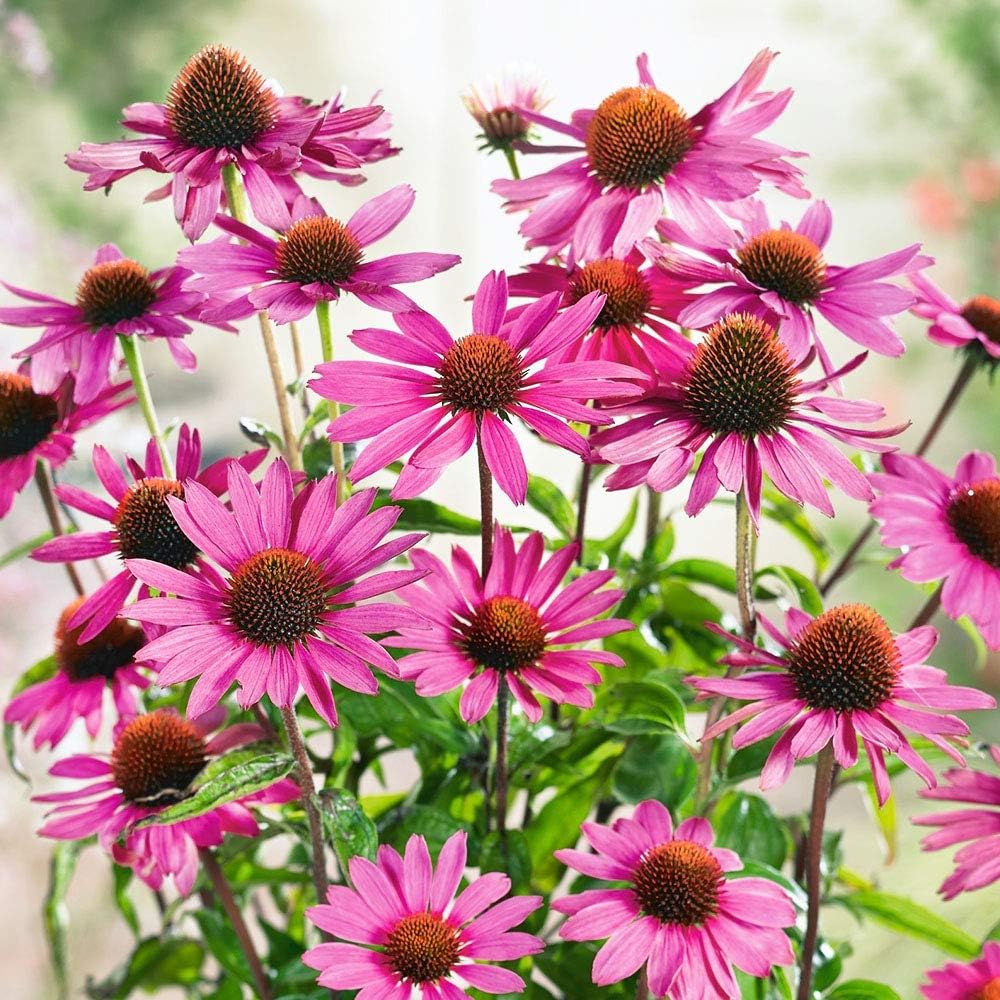 2 x Echinacea Purpurea Popular Perennial with Lavender Flowers