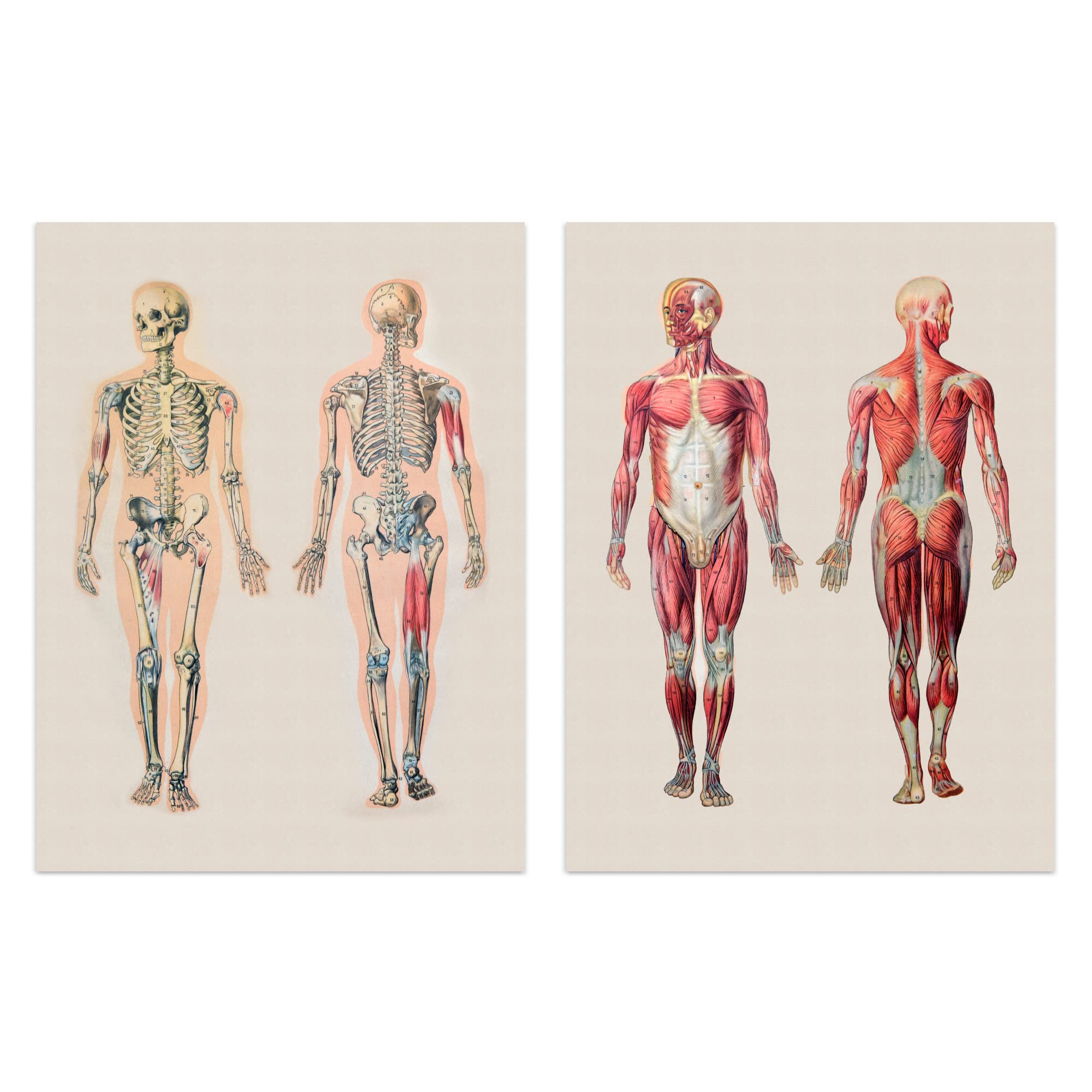 Anatomy Diagram Human Body Skeletal Muscular System Unframed A4 Art Print 2 Pack