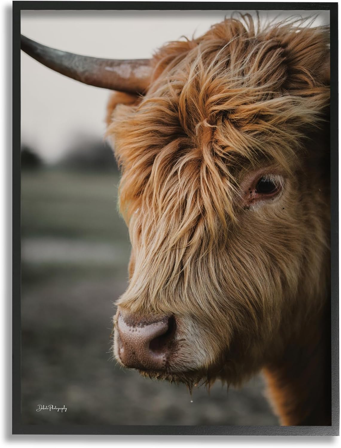 Stupell Industries Cattle Gazing Portrait Framed Giclee Art by Dakota Diener