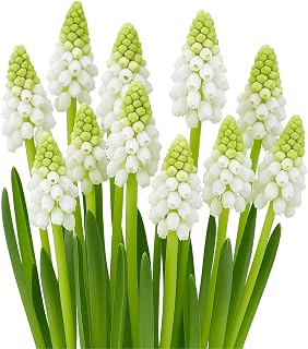 White Pearl Grape Hyacinth Bulbs