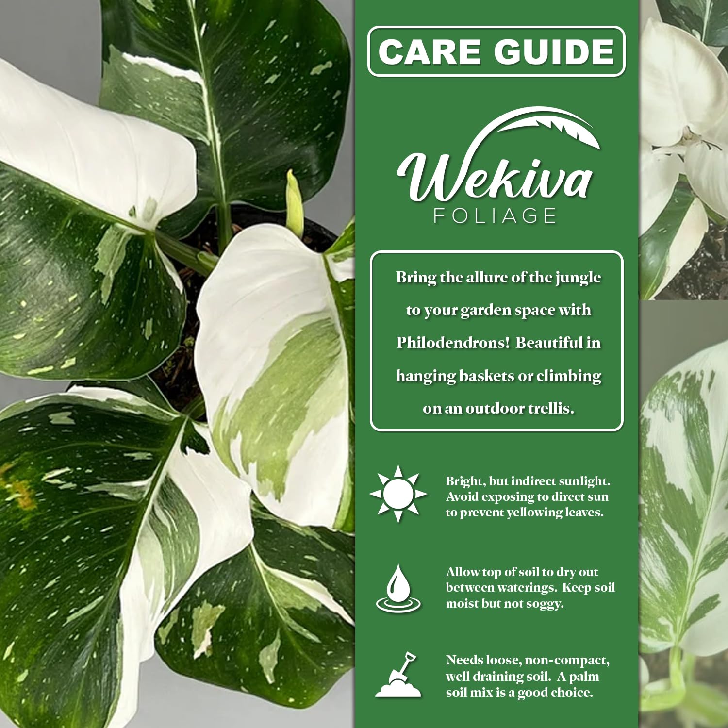 Amazon.com : White Wizard Philodendron and Soil Mix Combo - Live Plant in a  4 Inch Pot with 1 Quart HousePlant Soil Mix - Philodendron Erubescens 'White  Wizard ' with Custom Soil
