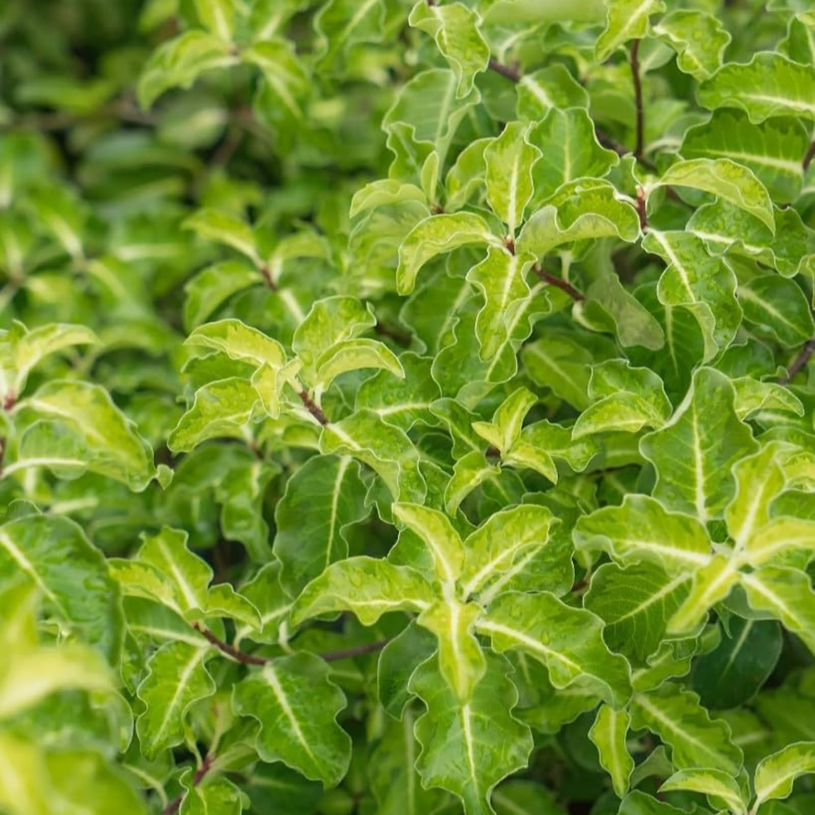 Carbeth Plants Pittosporum tenuifolium 'Golden Ball' in 9cm Pot (2 Plants)