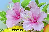 Vista 3 de Juego de cortador de pétalos de hibisco, cáliz y hojas de WSA