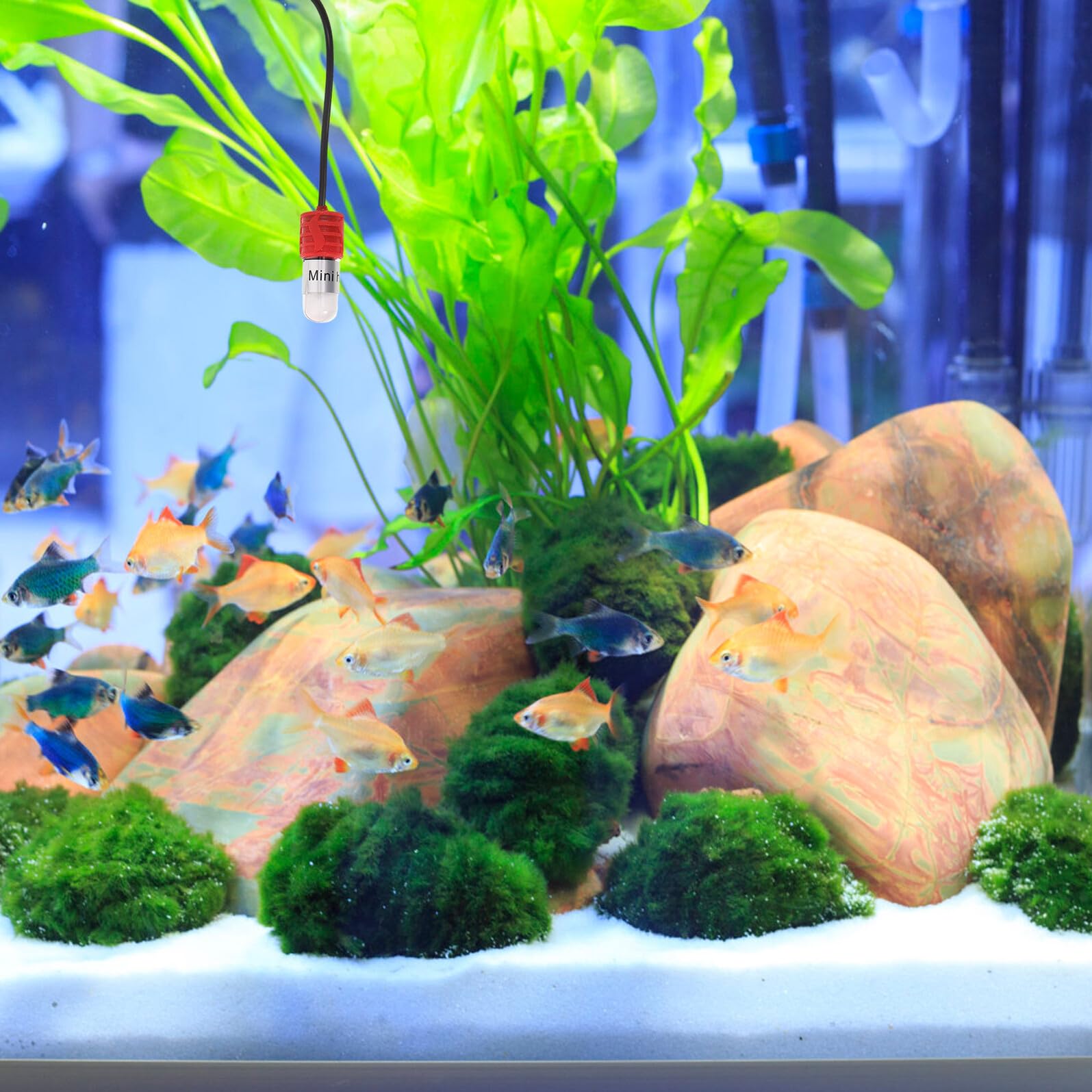 Calentador de Acuario USB Ajustable 15w para Peceras Pequeñas, Tanque de Agua Dulce y Tortugas, Control de Temperatura Celsius/Fahrenheit y Calentador para Peces Betta