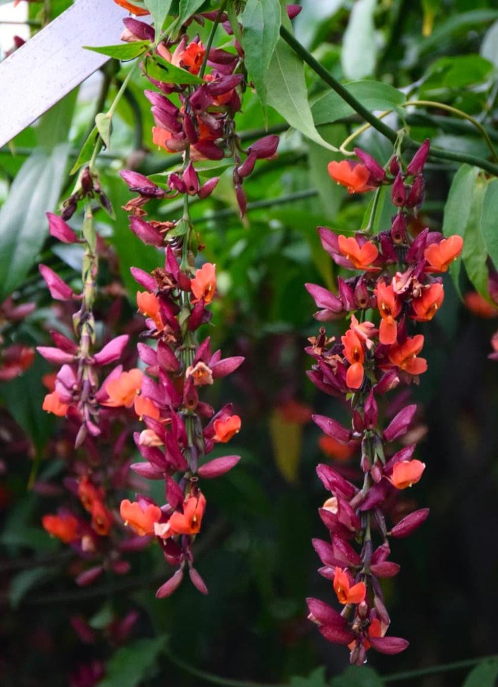 SP Scarlet Clock Vine Flower PLANT_00157 (B0DBGC7ZB3) Amazon Price History, Amazon Price Tracker