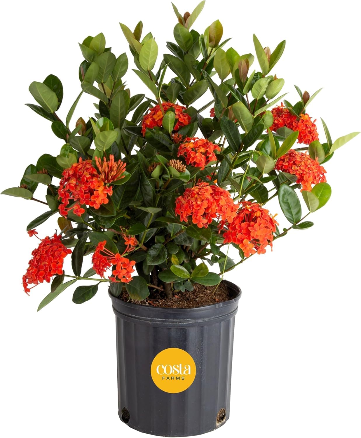Costa Farms Live Ixora Plant in 10-Inch Grower Pot