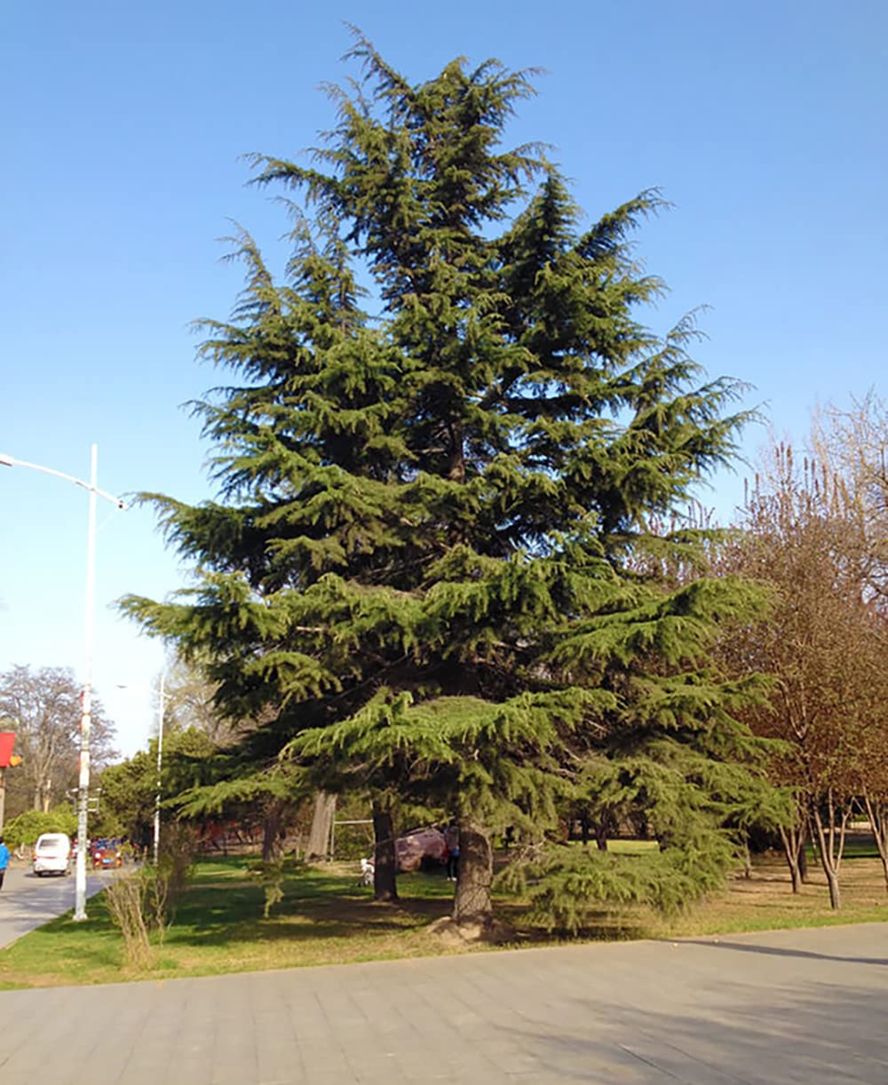 50pcs Cedar seeds Important Landscape Greening Tree Species Strong Nail Grip Crushed Into Powder to Make Spices Timber Species Beautiful Tree Shape