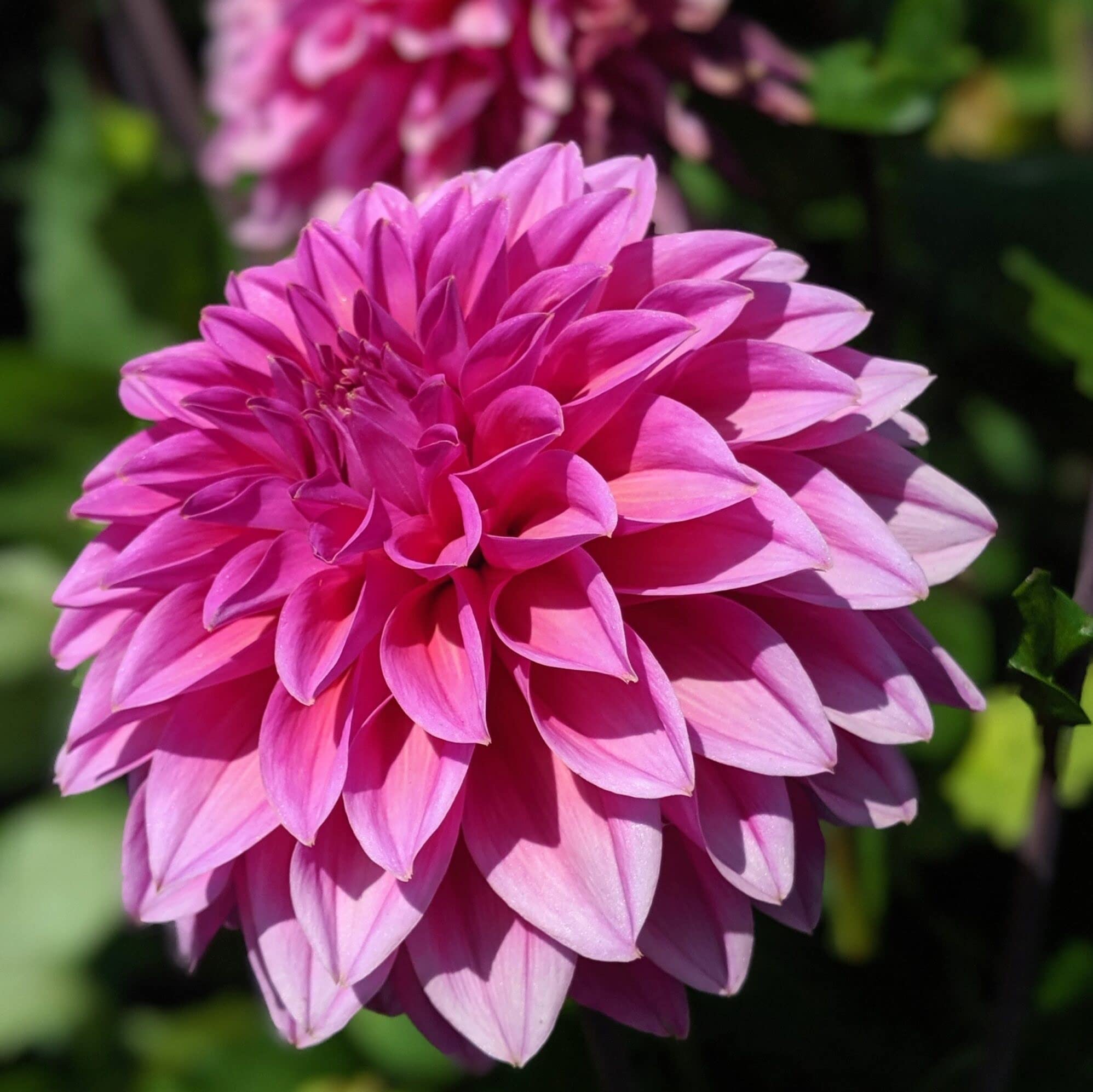 Amazon.com : Votaniki Lucky Number Dahlia Bulbs - Attract