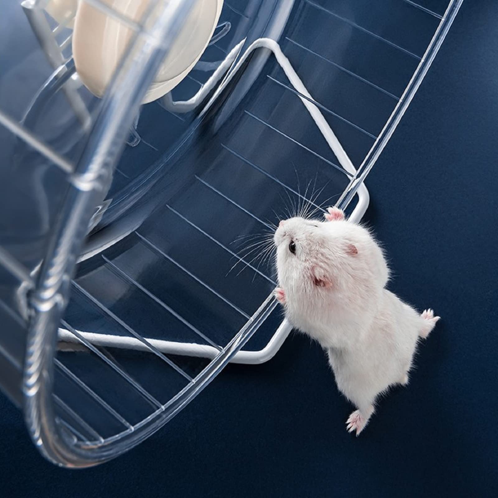 ハムスター ホイール ランニングホイール エクササイズホイール Lサイズ Amazon.co.jp: ハムスターエクササイズホイールサイレント