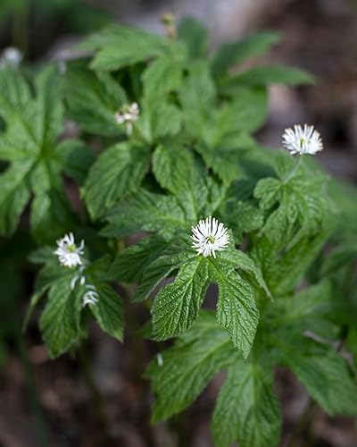 Miniatura 8 de Herb Pharm Extracto líquido orgánico certificado de sello de oro para apoyo del sistema respiratorio - 4 onzas