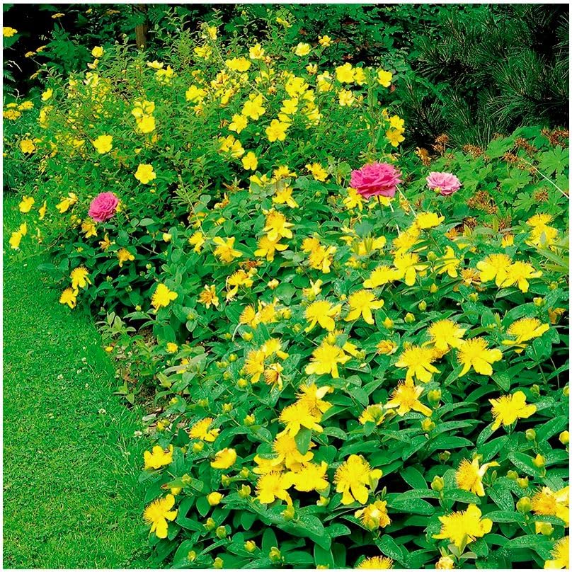 GrowOn Shrubs [x4] St John's Wort Hypericum 'Hidcote' | Multi-Pack | Deciduous Shrubs | Outdoor Garden Ready Plants | Summer and Autumn Flowering | Golden-Yellow Flowers