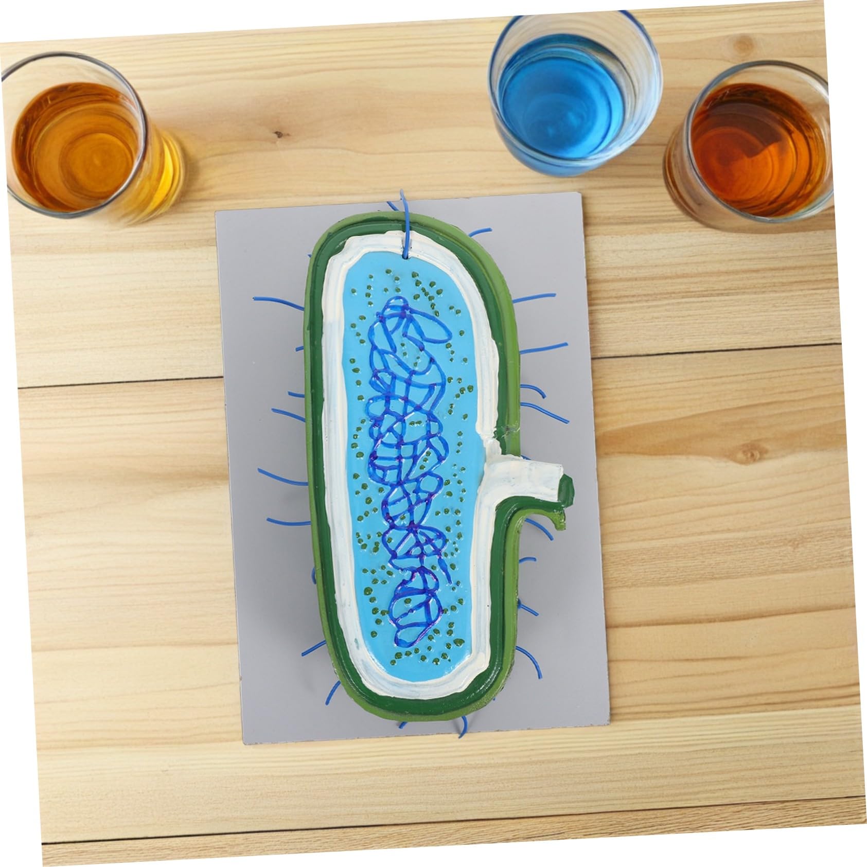Zellkernmodell als Vergrößertes Kunststoff Biologiemodell für Unterricht | Zellstrukturmodell , Ausstellungsmodell für Schüler , Detaillierte Organellen Darstellung