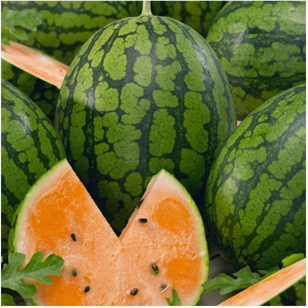 Everwilde Farms - 1/4 Lb Organic Orange Tendersweet Watermelon Seeds - Gold Vault