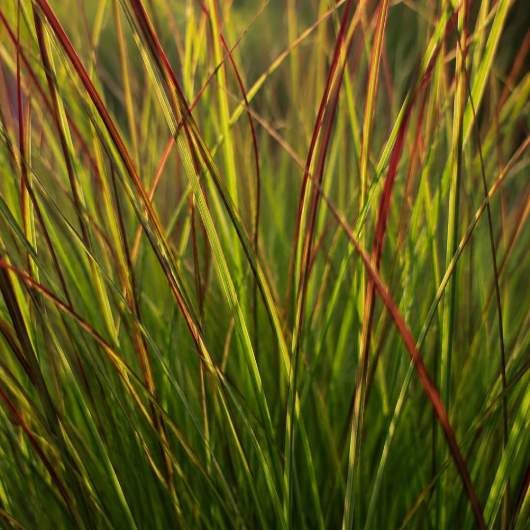 Panicum virgatum - 3 x proso na wędkę, trawa ozdobna, mrozoodporna trawa ozdobna 12 cm, łatwa w pielęgnacji trawa ogrodowa z czerwonym zabarwieniem jesiennym 3