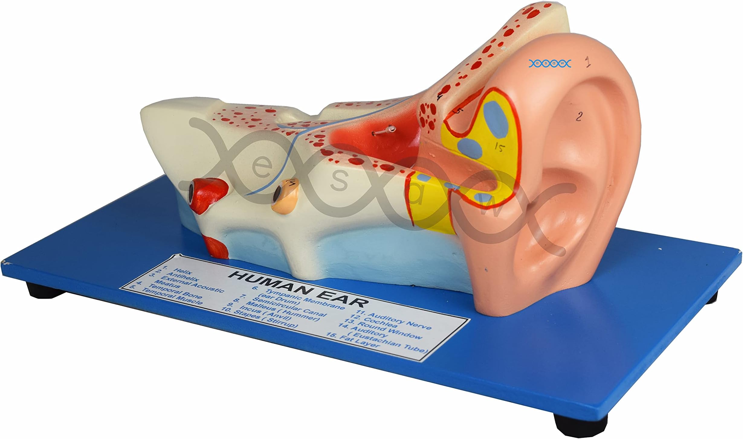 E S A W Human Ear Anatomical Model on Base