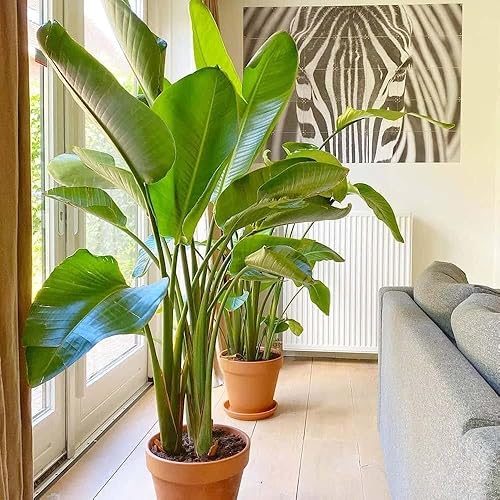 Miniatura 2 de Pájaro blanco del paraíso  10 plantas vivas  Strelitzia Nicolai  Hermoso ejemplar de follaje raro